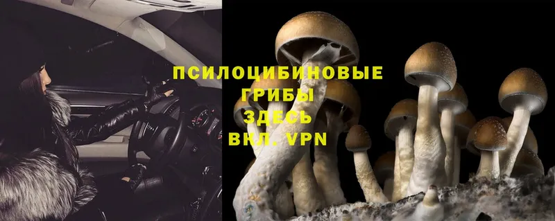 продажа наркотиков  Дятьково  Псилоцибиновые грибы Psilocybe 