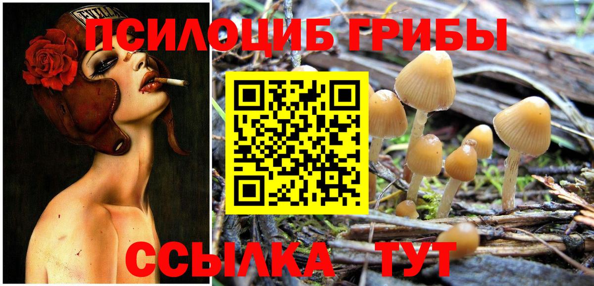 где можно купить   Дятьково  Галлюциногенные грибы Cubensis 